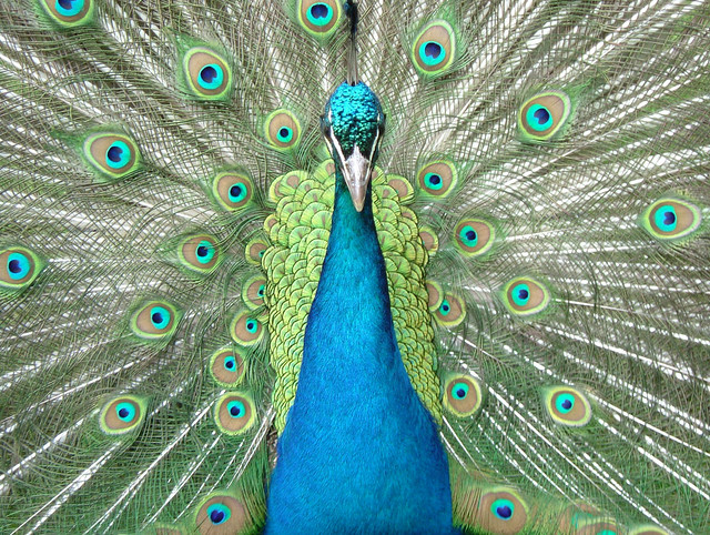 Beautiful Resident Peacock, KEW, The Royal Botanic Gardens, KEW, London @ 12 May 2012 (P2 of 4)