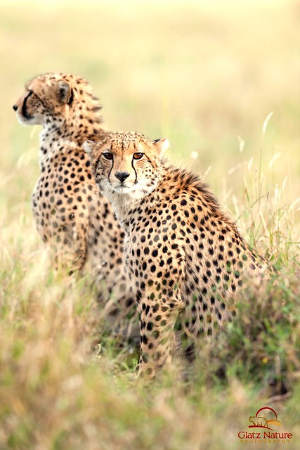 Cheetah Cub Siblings