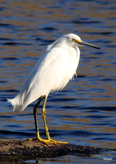 snowy egret-he looks angry