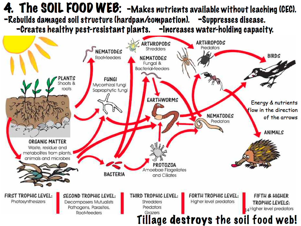 The Soil Food Web | The Soil Food Web is explained ...