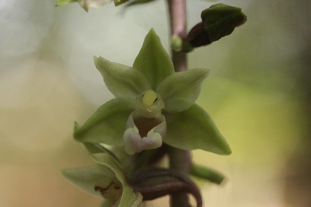 Violet Helleborine - Epipactis purpurata