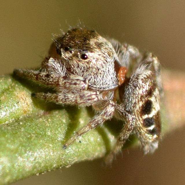 Ectoparasite on tiny Jumping Spider (Salticidae)