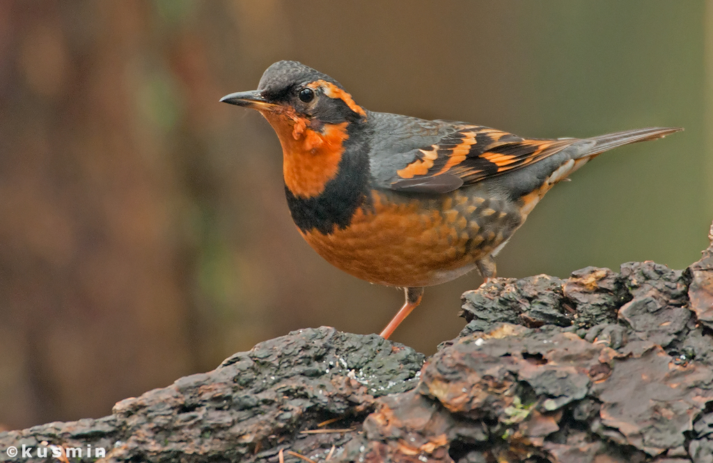 Black Bird With Orange Wings  -  Rufous Varied thrush