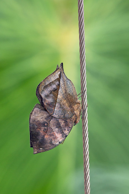 Indian leafwing butterfly (kallima paralekta), Wisley