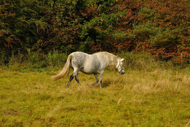 Pasture in Belgian Ardennes   2/2
