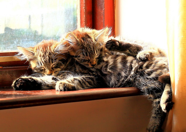 Deserved rest after all this work. Fluffy's Kittens, Maine Coon kittens