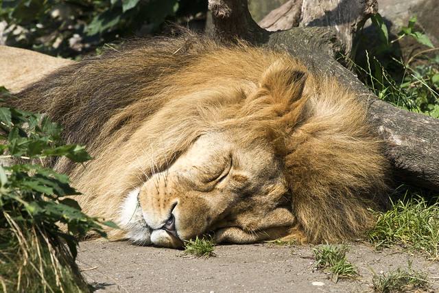 The Lion sleeps today