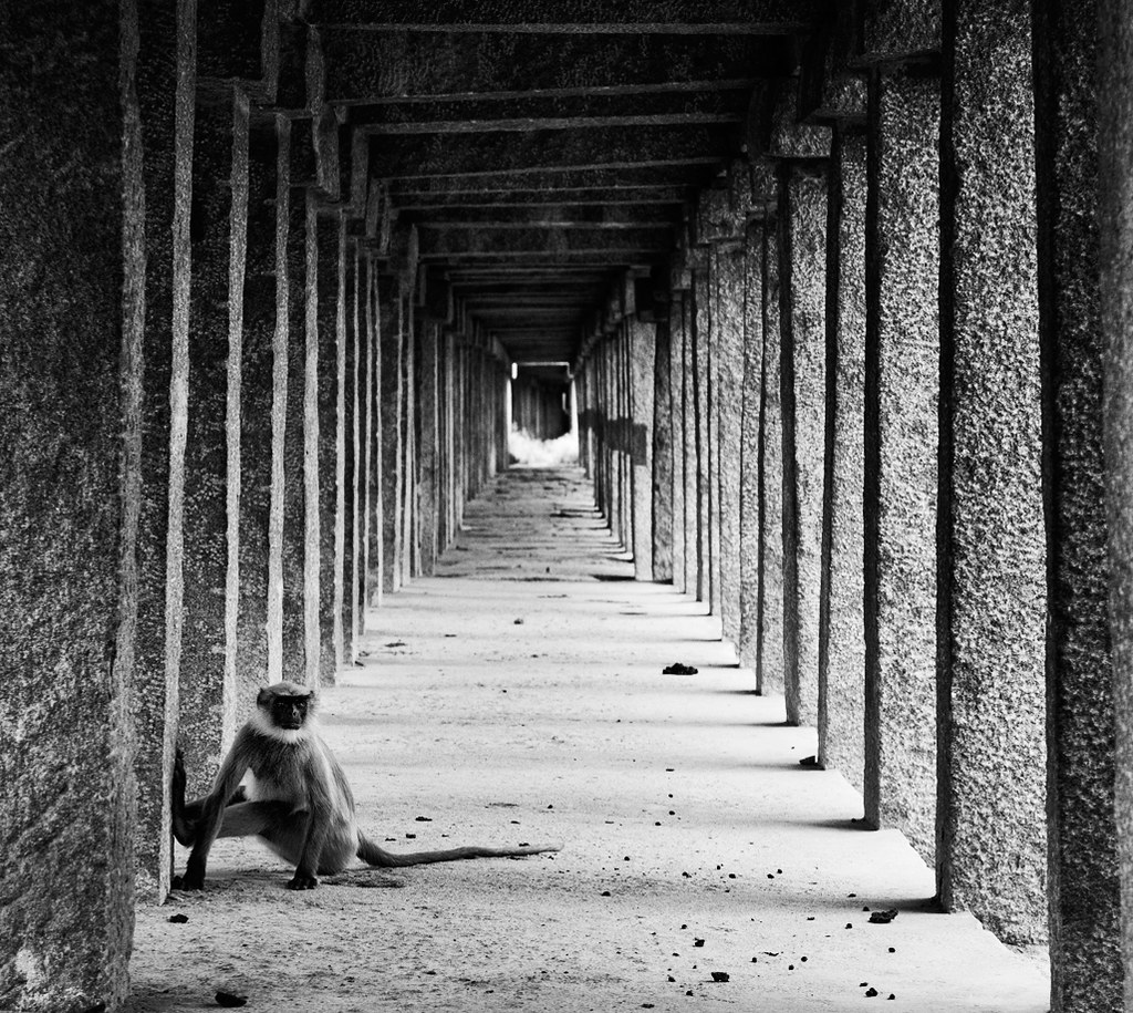 Hampi Monkey!!! | Looks Beautiful in Large! Press L to see i… | Flickr