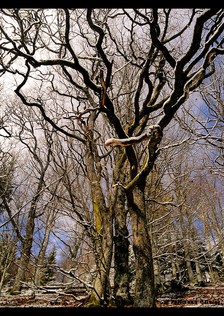 arbres            bellevue- col de l'ungersberg