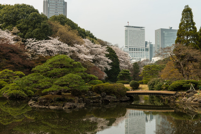 Cherry Blossoms in Shinjuku Gyoen Park in Tokyo