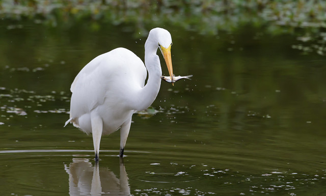 Great Egret by Steve Gifford