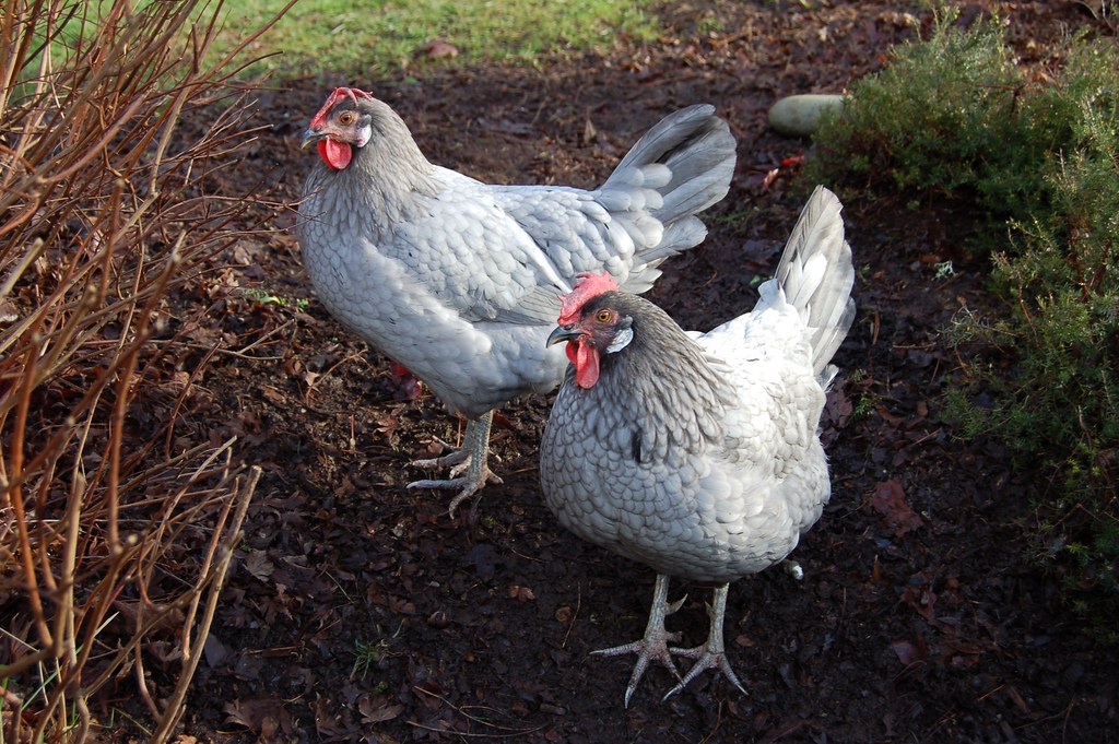 Andalusian hens