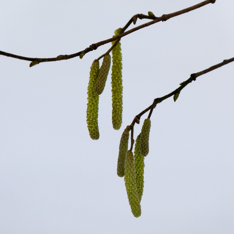 Hazel catkins on a snowy day