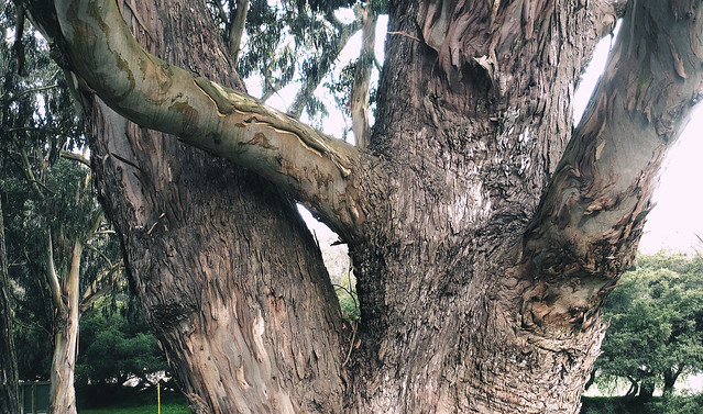 Eucalyptus tree in Golden Gate Park, San Francisco (2013)