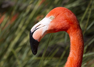 Flamingo portrait | Nathan Rupert | Flickr
