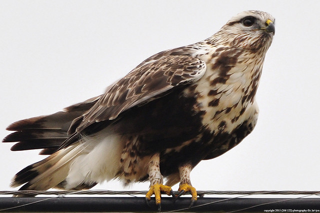 2015-12-02 Rough-legged Hawk (02) (1024x680)