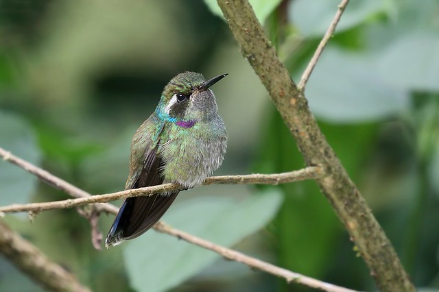 Wedge-billed Hummingbird / Colibrí Pico de Cuña (Schistes geoffroyi)