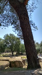 Trees in the shrine of ancient Olympia - Τα δένδρα του ιερού της αρχαίας Ολυμπίας #03