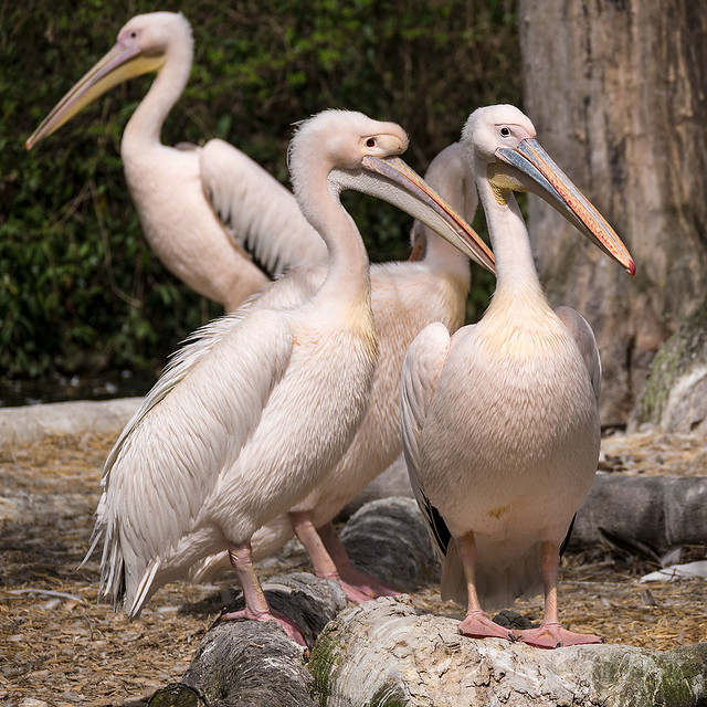 Pelikane, Pelecanidae, Pelecanus