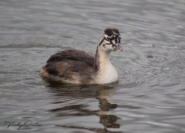 Juvenile great crested grebe