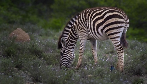 zebra camouflage bosveld kwandwe africanequids wildlife safari wildflowers shrubbery portrait d5500 nikond5500 200500mmf56