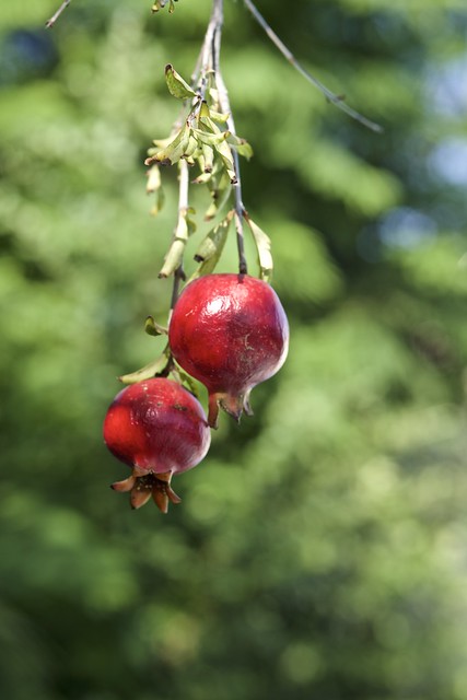 Ripe Pomegranates Hanging On Tree