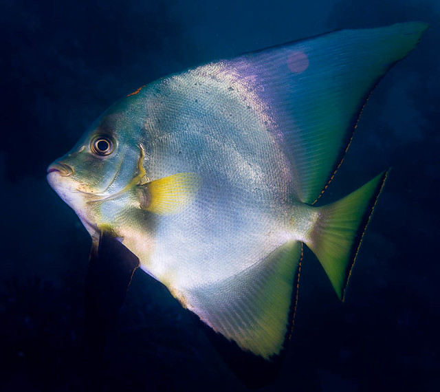 Pinnate Spadefish, subadult - Platax pinnatus