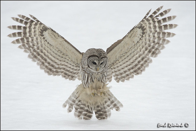 Barred Owl: The hover..
