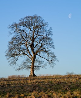 Tree and Moon, Pitsford