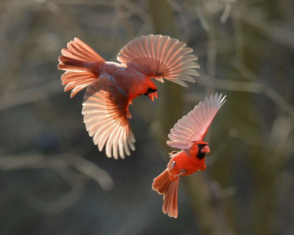 Fighting Cardinals | Two male cardinals fighting for suprema… | Flickr