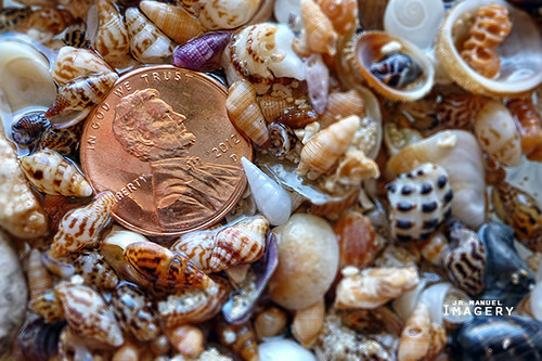 shells penny lincoln