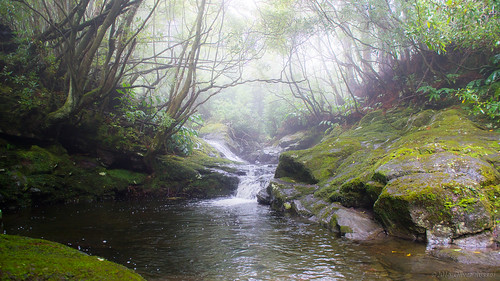 2016 oru portugal azores faial rainforest forest river water mist fog sugababes lush green rocks 169 widescreen