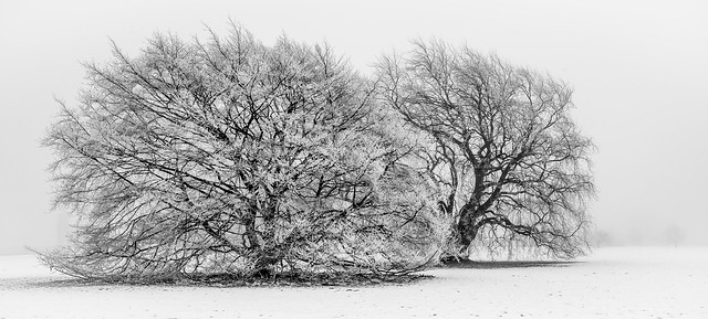 Winter at Burghley IV