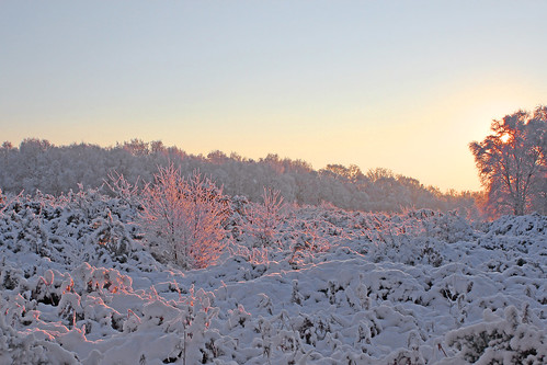 trees winter snow sunrise norfolk heath norwich mousehold