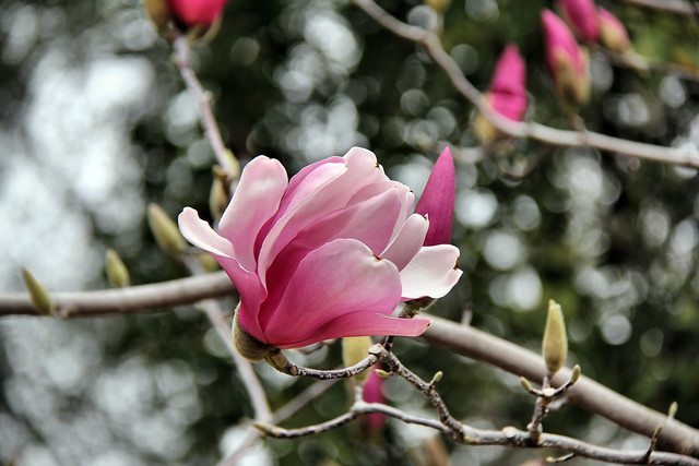 Magnolia soulangena.