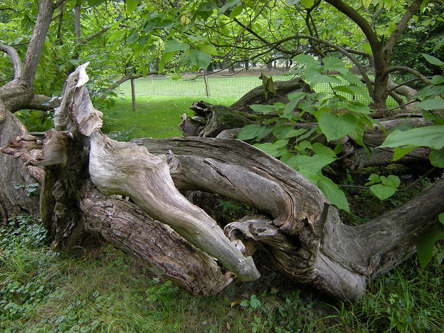 Trompetenbaum im Schloßpark Großkmehlen