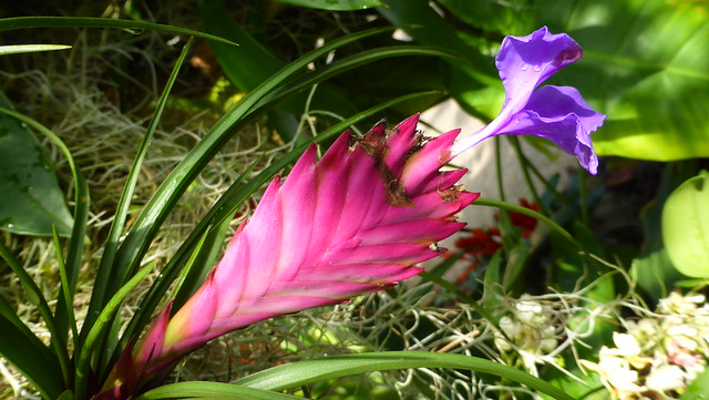 Tillandsia aka Tillandsia cyanea at Tropical Coonservatory at Marie Selby Botanical Gardens in Sarasota, FL