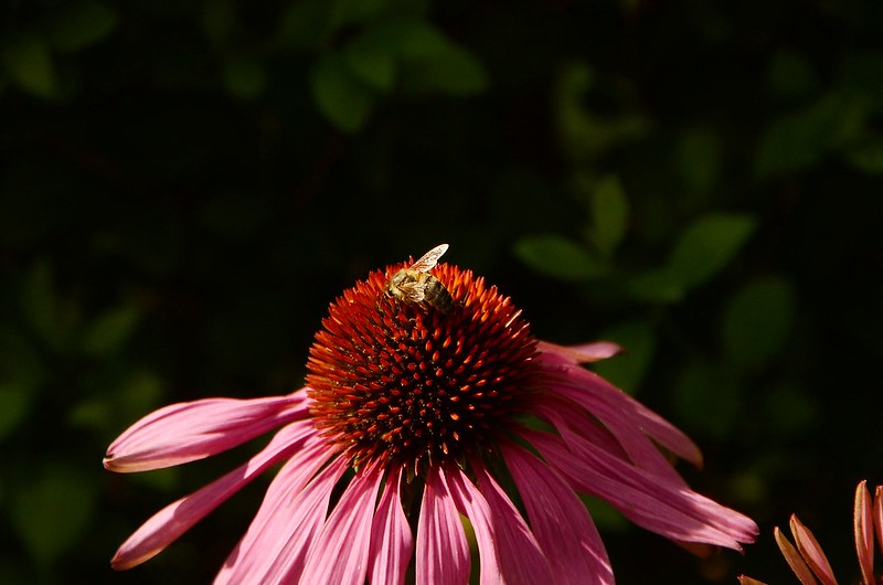 Echinacea with bee 10.08.2016