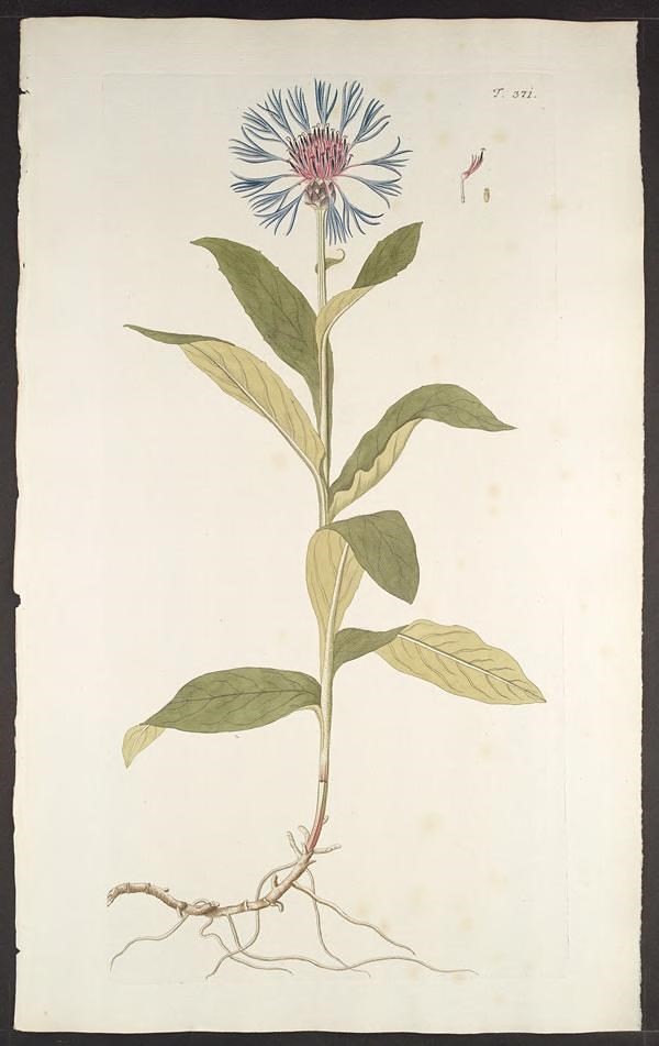 n346_w1150 | Florae Austriacae, sive, Plantarum selectarum i… | Flickr