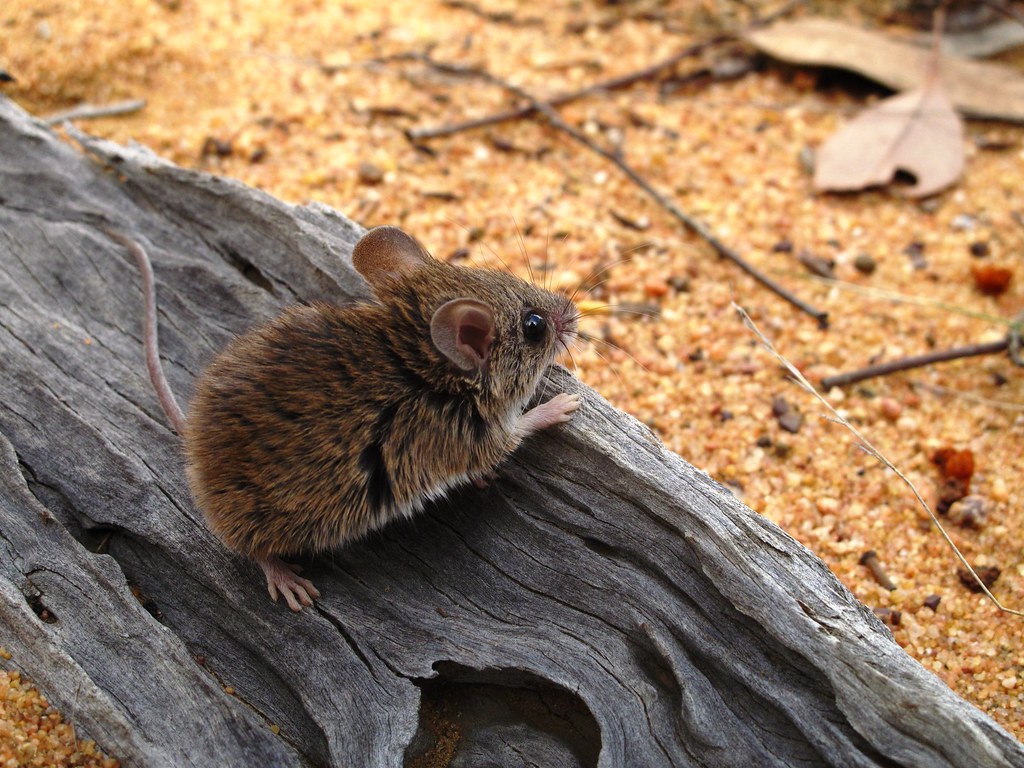 Pilliga Forest: Threatened Pilliga Mouse