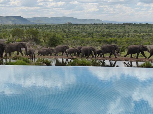 africa travel landscape tanzania hotel wildlife lodge safari fourseasons elephants serengeti