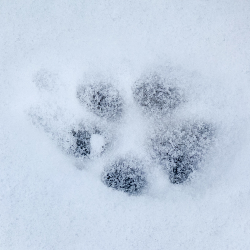 Dog footprint in snow