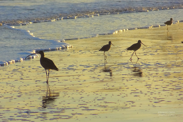 Shorebirds and seafoam at sunset