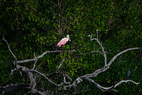 pink green log unitedstates florida driftwood mangrove weathered evergladesnationalpark fallentree ochopee spoonbill roseatespoonbill littleblueheron 10000islands enp tenthousandislands turnerriver uscopyrightregistered2013