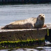 Flickr photo 'Harbor Seal-{Phoca vitulina}' by: jerrygabby1.