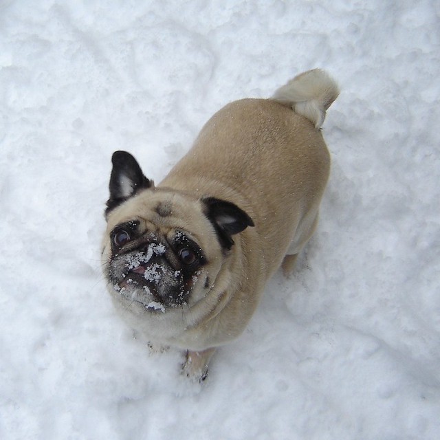 Pug Catching Snowflakes