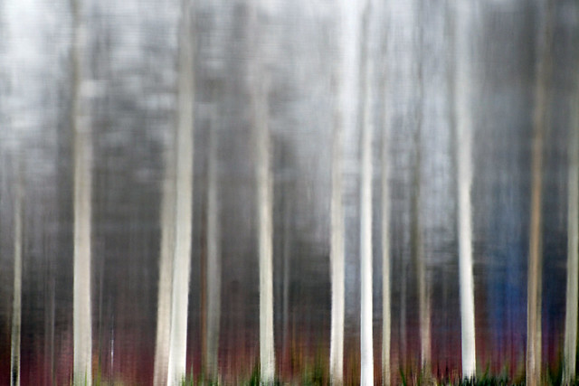The Birches at Jaqua
