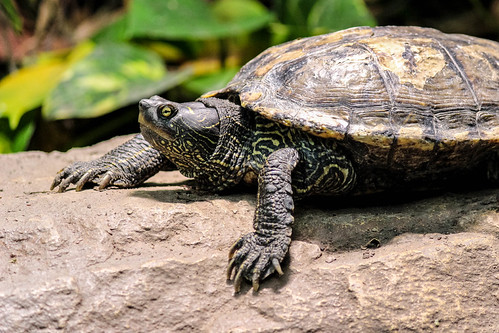 turtle | by Benjamin Vasterling