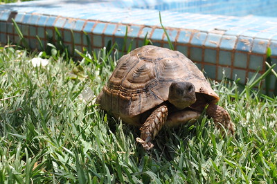 Tortoise by the Pool