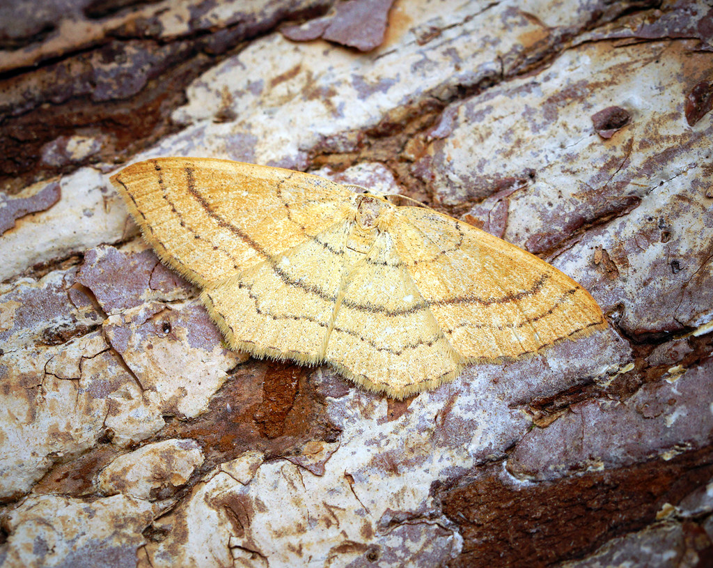[1681] Clay Triple-lines (Cyclophora linearia) | Herts Moth … | Flickr